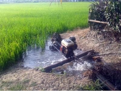 Nước mặn xâm nhập sông Ba Lai làm gần 700 ha lúa mất trắng