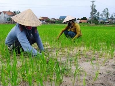 Đăk Lắk tăng hiệu quả kinh tế từ chuyển đổi cây trồng