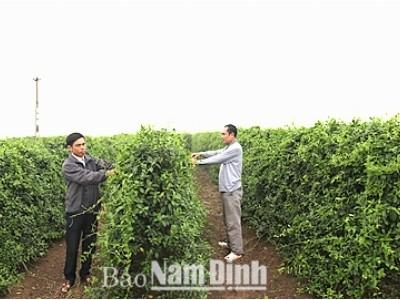 Hải Lộc chuyển đổi cơ cấu cây trồng, vật nuôi theo hướng sản xuất hàng hóa