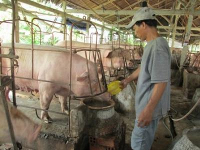 Phòng, chống nắng nóng và giám sát dịch bệnh trên đàn vật nuôi