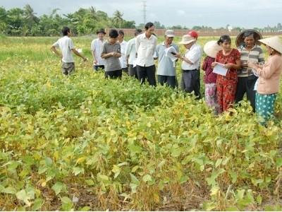 Đậu nành trên đất lúa