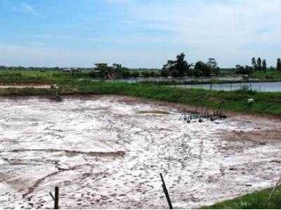 Kim Sơn (Ninh Bình) nắng nóng, cảnh báo nguy cơ dịch bệnh trên tôm nuôi