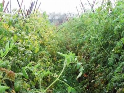 Lâm Đồng gia tăng diện tích cà chua bị sâu xanh gây hại