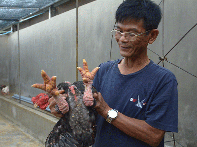 Tỷ phú gà Đông Tảo