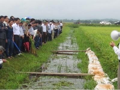 SV 181 chất lượng cao, siêu năng suất