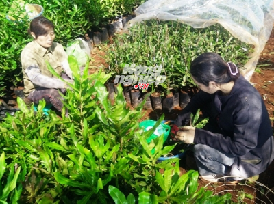 Sôi sùng sục thị trường giống mắc ca