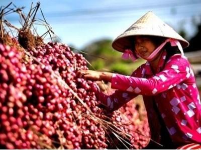 Hà Nội thúc đẩy hỗ trợ nông dân Sóc Trăng tiêu thụ hành tím
