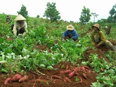 Khoai lang tím Nhật khó bán