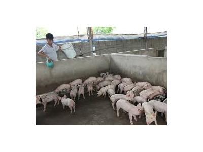 Gia Lâm (Hà Nội) có gần 80 hộ nông dân được tập huấn kỹ thuật chăn nuôi