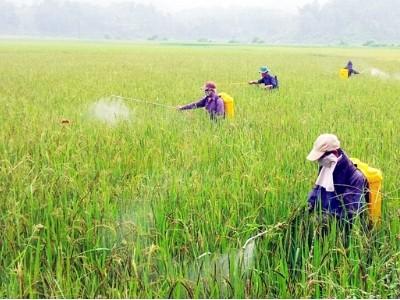 Lào Cai có gần 1.500 ha lúa xuân nhiễm rầy