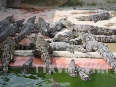 Cảnh giác với việc mua cá sấu non