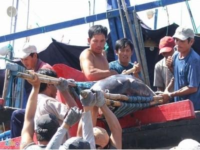 Nghề câu cá ngừ gặp khó, ngư dân Phú Yên chuyển hướng làm ăn