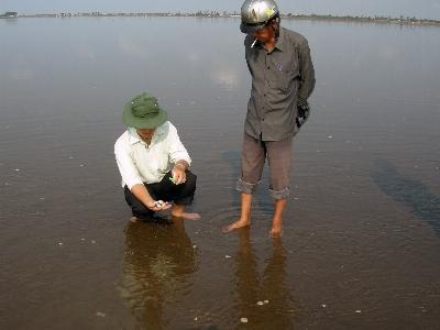 Đề xuất hỗ trợ hơn 56,6 tỷ đồng cho người nuôi nghêu bị thiệt hại