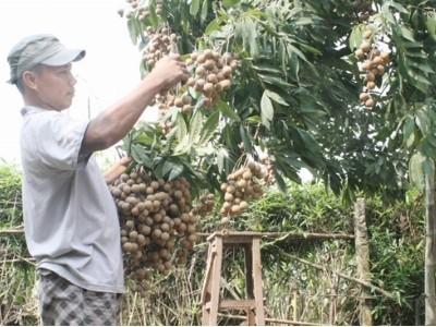 Nhãn muộn Hà Nội tìm đường sang Mỹ