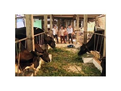Xã Liên Sơn (Hòa Bình) nuôi bò sữa đem lại hiệu quả kinh tế cao