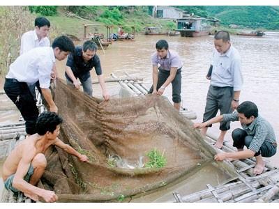 Chi cục Thủy sản Sơn La thả 1.000kg cá giống xuống hồ sông Đà