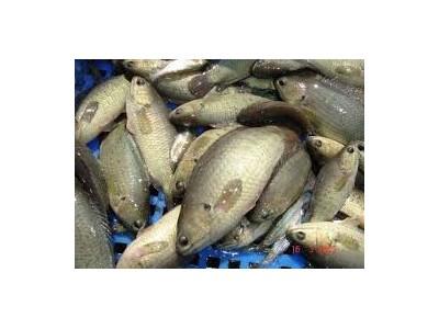 Lãi cao nhờ nuôi cá rô đồng thương phẩm