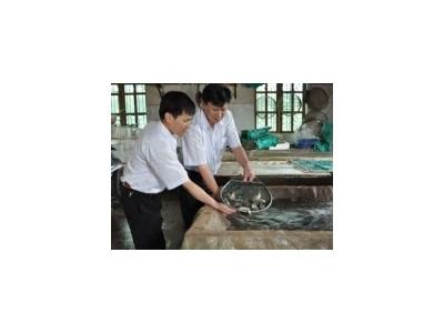 Nuôi cá thâm canh gặp khó về con giống