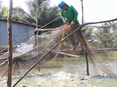 Để con cá tra có thể làm giá