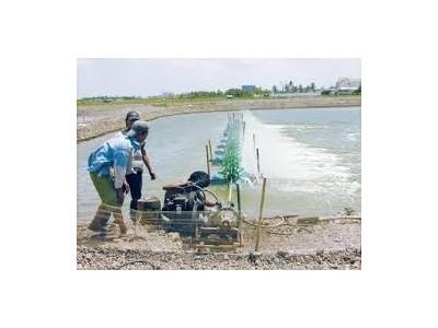 Đầu tư bài bản, nắm vững quy trình để nuôi tôm bền vững