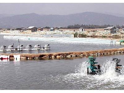 123 hộ gia đình, cá nhân xin nuôi trồng thủy sản ở Long Sơn