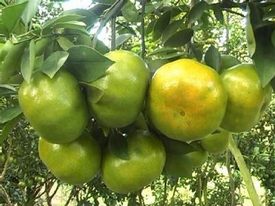 Tổ hợp tác quýt đường xã Vĩnh Thới đạt chuẩn GlobalGAP