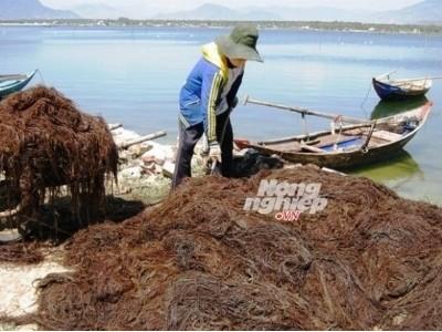 Trúng mùa rau câu chỉ