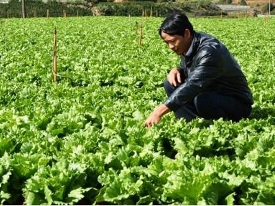Sản lượng rau trồng ở Lâm Đồng giảm trên 1.000 tấn