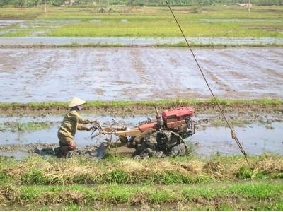 Phú Ninh sơ kết vụ sản xuất đông xuân