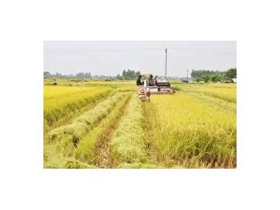 Bắc Quang thu hoạch lúa Xuân trà chính vụ