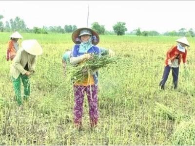Nông dân huyện Cao Lãnh thu hoạch mè có lãi cao