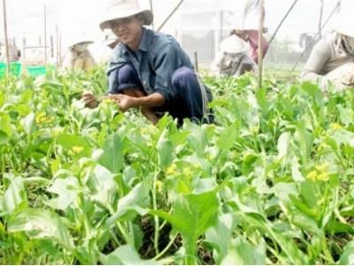 Tiền Giang hướng mở cho vùng sản xuất rau VietGAP