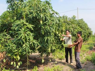 Để quả xoài ở Ea Súp được biết đến nhiều hơn