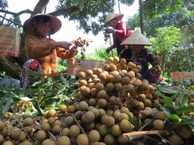 Chú trọng phát triển mô hình kinh tế hợp tác