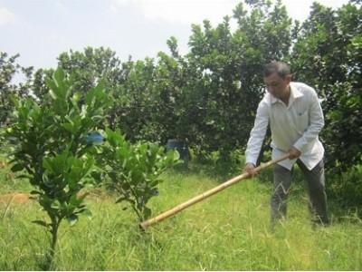 Huyện Tân Thành (Bà Rịa Vũng Tàu) mở rộng diện tích trồng bưởi da xanh