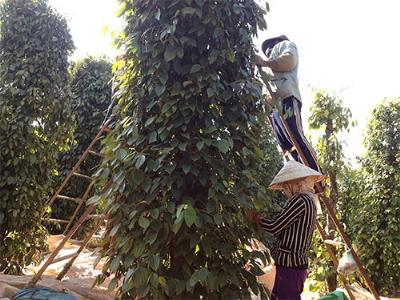 Thời hoàng kim của hồ tiêu