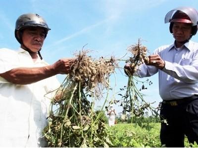 Trồng lạc lãi cao