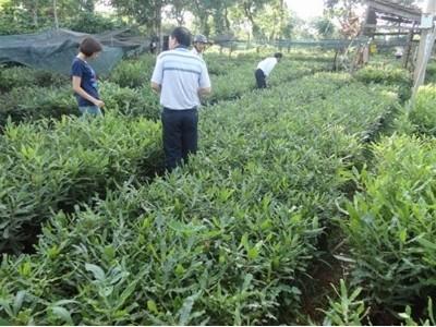 Cảnh báo 3 giống mắc ca ghép không đảm bảo chất lượng