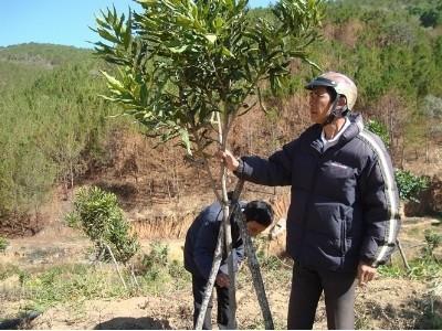Trùm mắc ca đói vốn