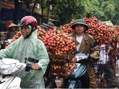 Tiêu thụ vải thiều Hải Dương nhiều doanh nghiệp vào cuộc