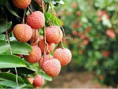 Ô-xtrây-li-a chính thức cho phép nhập khẩu trái vải tươi của Việt Nam