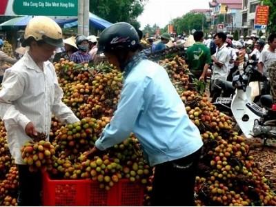 Vải thiều sớm tiêu thụ thuận lợi, được giá