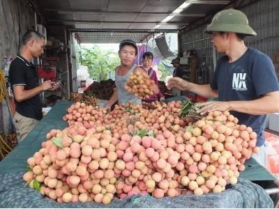 Hapro cam kết bao tiêu 5.000 tấn vải tươi