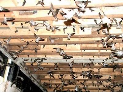 Giảm nóng xây nhà nuôi chim yến