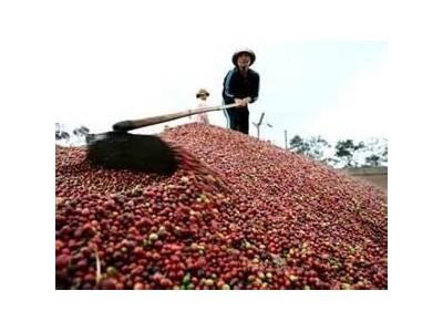 Xuất khẩu cà phê giảm mạnh