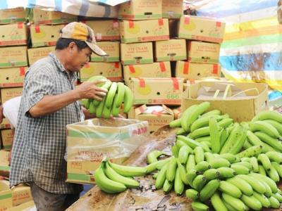 Xuất khẩu trên 11 triệu USD chuối tiêu sang Nga