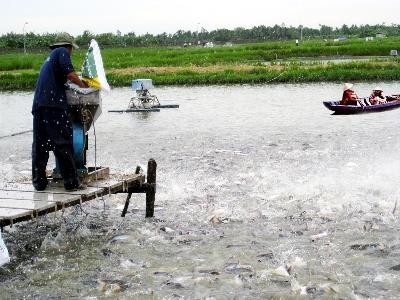 Phú Yên tăng cường quản lý ao nuôi thủy sản mùa nắng nóng