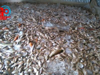 Hàng chục tấn cá bỗng dưng… chết hàng loạt