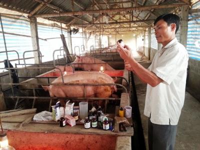 Lợn ùn ứ ở cửa khẩu, thương lái kêu trời