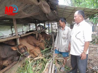 An Giang củng cố nội lực ngành chăn nuôi bò